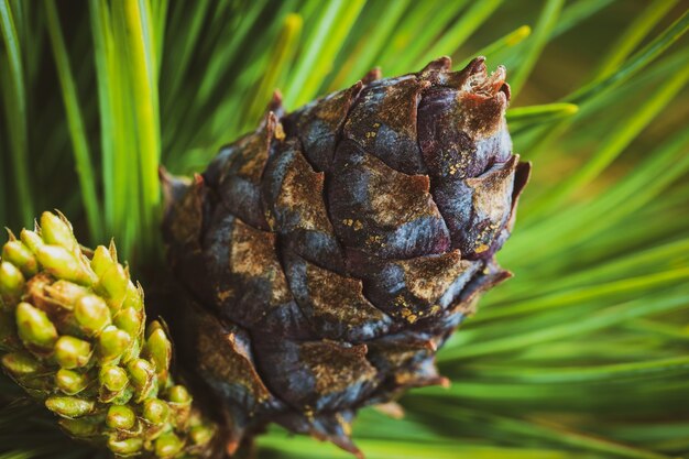 Kegel met noot van dwergsteenden (Pinus Pumila). Vintage instant kleurenfoto-effect, kleurrijke foto met getinte filter. Close-up bloemenachtergrond, kerstsfeer.