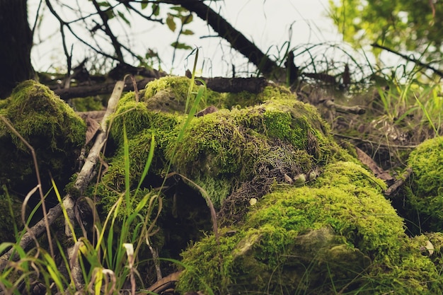 kegels met mos in het bos