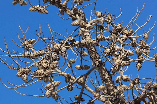 Foto kegels op de boom tegen de skyxa