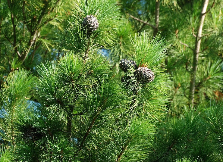 Kegels Siberische cederpijnboom of Siberische cederPinus sibirica op een tak