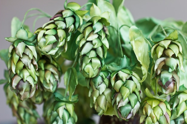 Kegels van groene hop. Kunstzijdebloemen in het binnenland