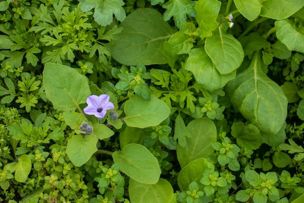 Kegelvormige lila bloemen op groene bladplanten