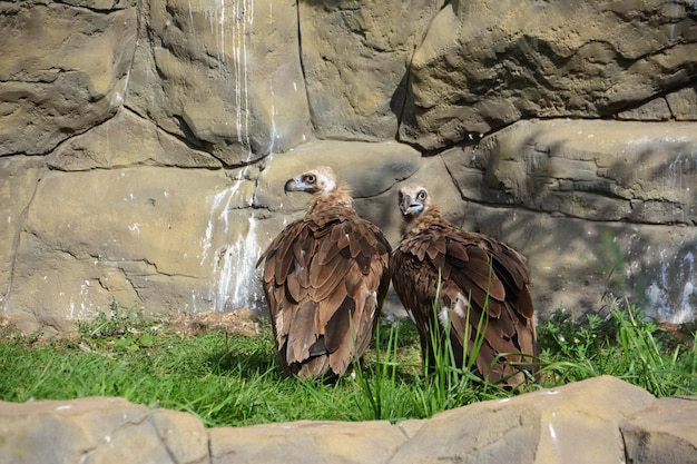 keizerarenden, aquila heliaca, in kooi in de dierentuin, close-up, dieren beschermen