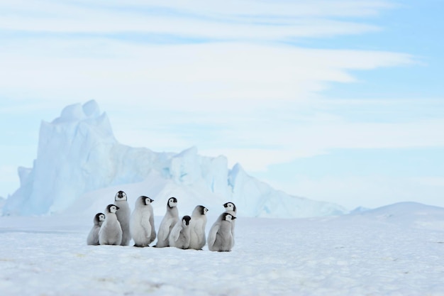 Foto keizerspinguïn kuikens in antarctica