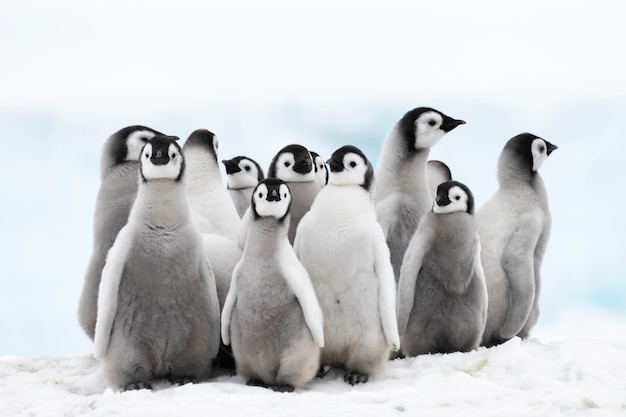 Keizerspinguïns kuikens op ijs in Antarctica