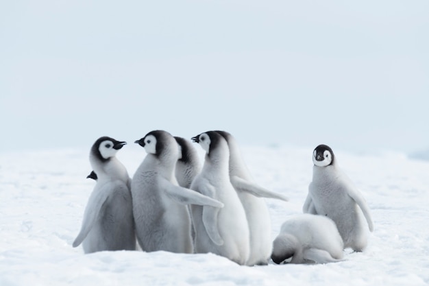 Keizerspinguïns kuikens op Snow Hill Antarctica 2018