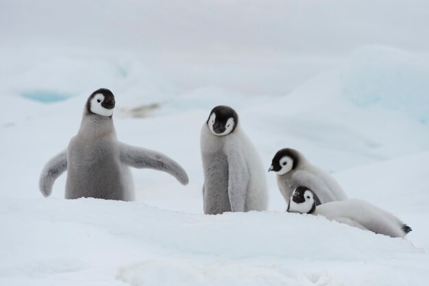 Foto keizerspinguïns kuikens op snow hill antarctica 2018