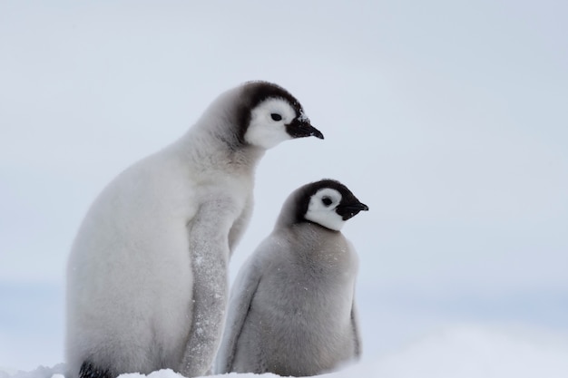 Keizerspinguïns kuikens op Snow Hill Antarctica 2018