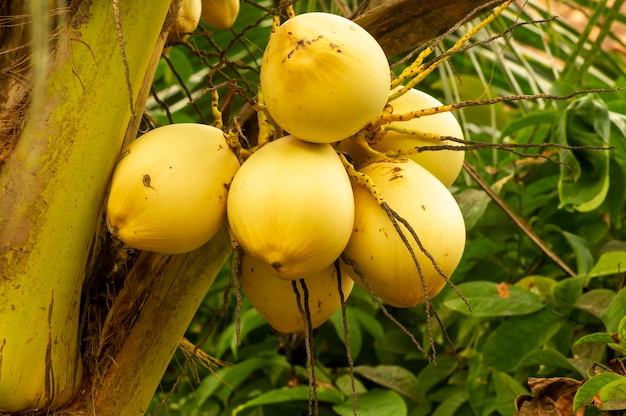 나무에 있는 Kelapa Gading 어린 상아 코코넛