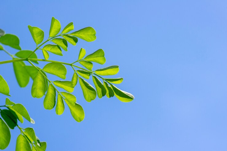Photo ケラーまたはドラムスティックツリー（moringa oleifera）の緑は、青空を背景に、選択したフォーカスを残します。その植物には一般的な名前があります：西洋わさびの木、ベン油の木またはベンゾライブの木。