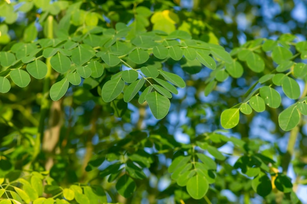 Келор или барабанная палочка Moringa oleifera зеленые листья выбрали фокус