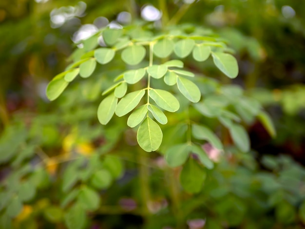 Kelor 또는 Drumstick 나무 Moringa oleifera 녹색 잎 선택 초점