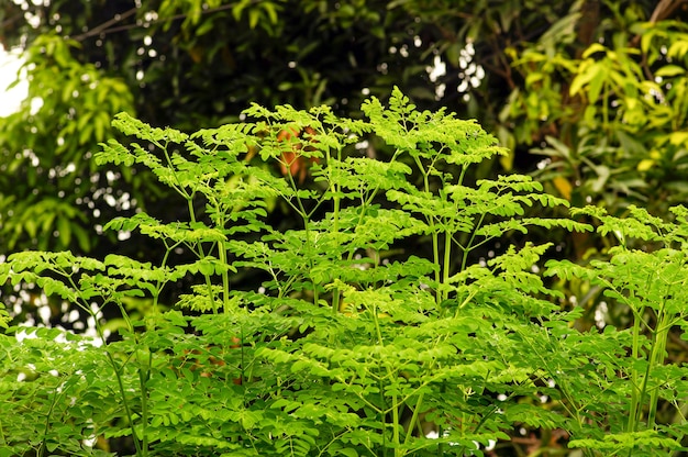 Kelor of Drumstick-boom (Moringa oleifera) groene bladeren geselecteerde focus, met gemeenschappelijke namen: mierikswortelboom en benolieboom of benzolive-boom.