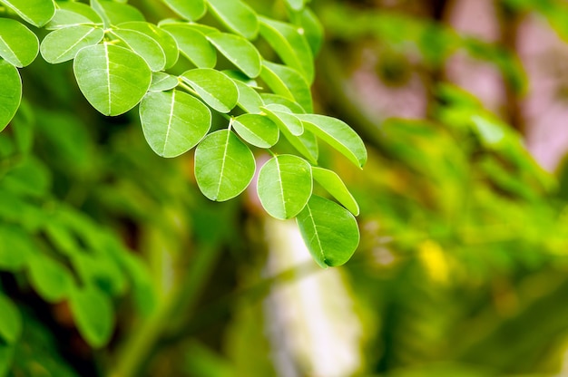 Kelor of Drumstick boom (Moringa oleifera) groene bladeren geselecteerde focus