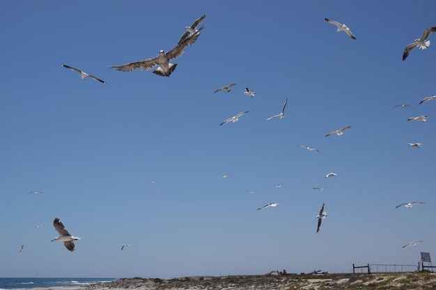 Kelp gull