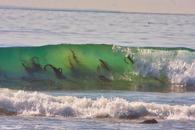 Foto kelp in un'onda a rincon point