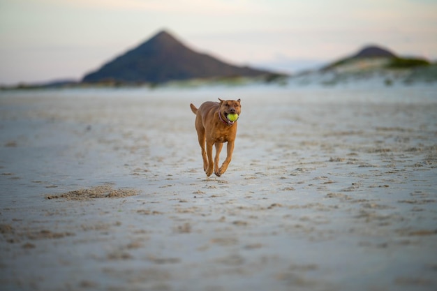 kelpie on beach dog on the sand in a park in australia at dusk