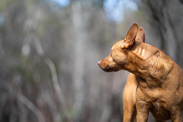 Photo kelpie dog in the australian bush in a park in native trees in australia