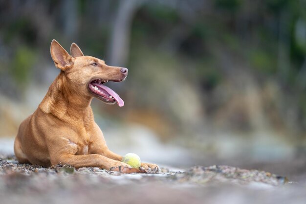 kelpie dog in the australian bush in a park in summer