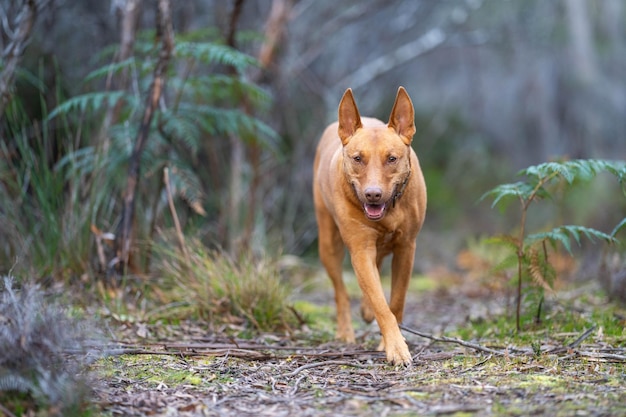 kelpie dog in the australian bush in a park