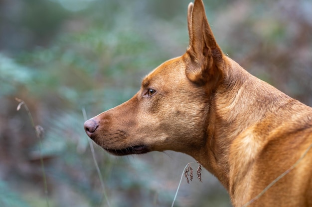 kelpie dog in the australian bush in a park