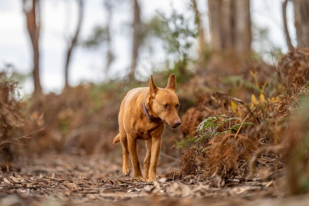 アメリカの小道で藪の中でリードを外されたケルピー犬