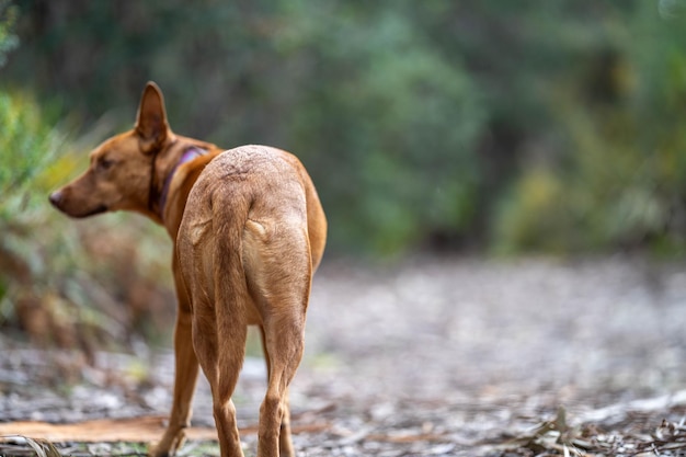 アメリカの小道で藪の中でリードを外されたケルピー犬