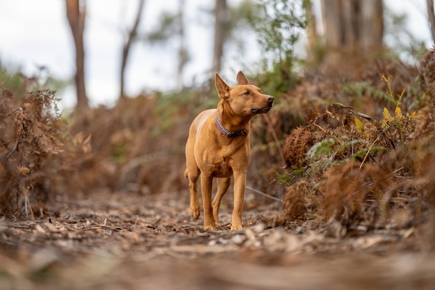 Kelpiehond van de leiding in de bush op een parcours in Amerika