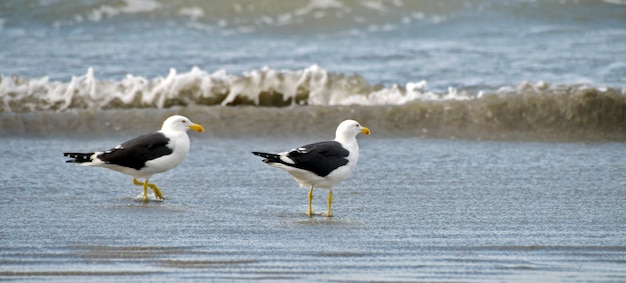 Kelpmeeuwen vissen aan de rand van het strand