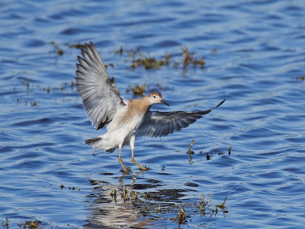 Kemphaan Calidris pugnax