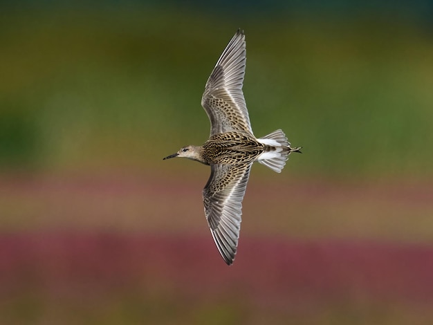 Foto kemphaan calidris pugnax