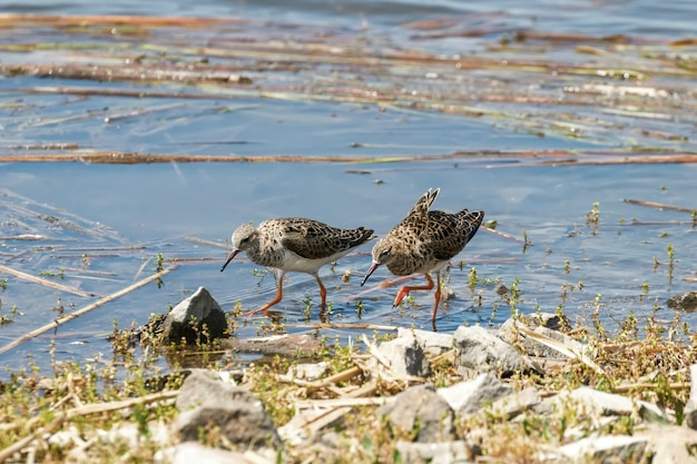 Foto kemphaan watervogel philomachus pugnax kemphaan in het water