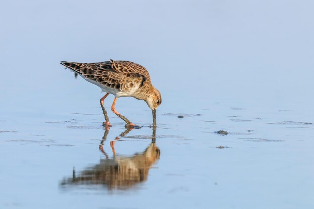 Kemphaan watervogel (Philomachus pugnax) Kemphaan in het water