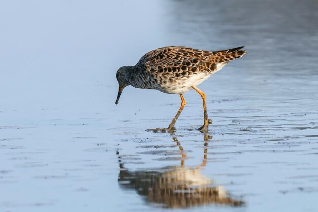 Kemphaan Watervogel (Philomachus pugnax) Ruff in Water