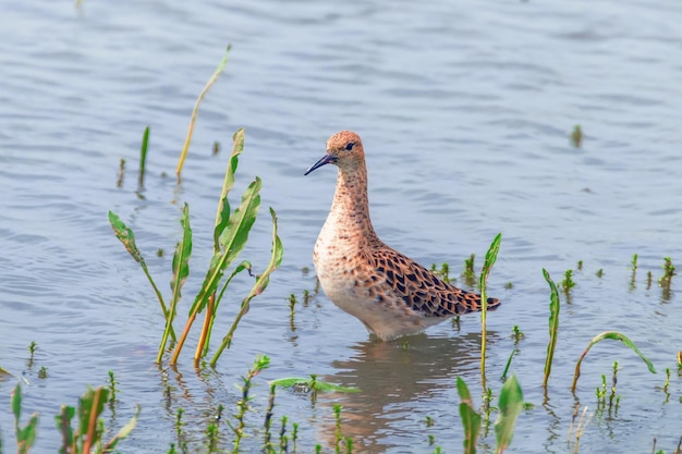 Kemphaan Watervogel (Philomachus pugnax) Ruff in Water