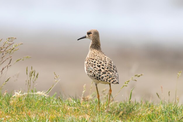 Kemphaanvogel (Philomachus pugnax) Kemphaanwaadvogel