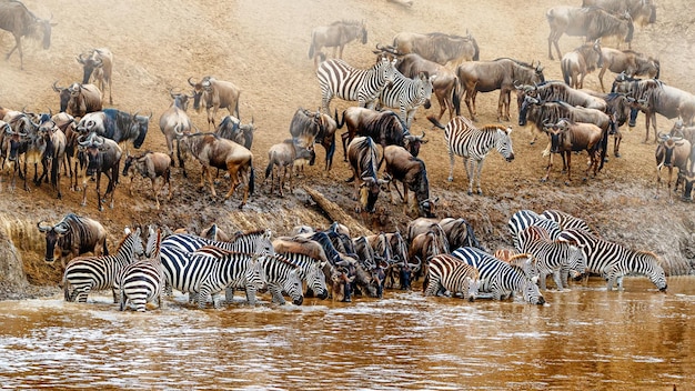 Kenia Grote Wildebeest en Zebra Migratiescène