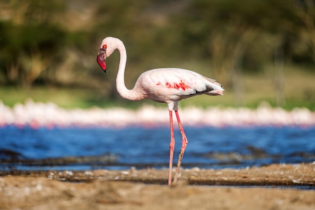 Kenia Lake Nakuru Flamingo Zwerm flamingo's De natuur van Kenia Vogels van Afrika