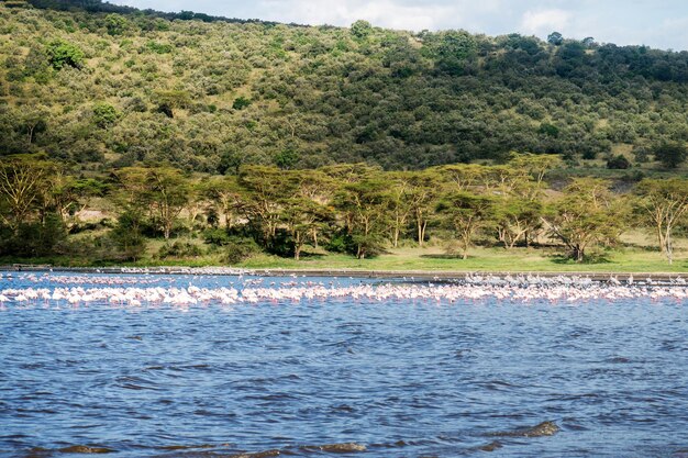 Foto kenia lake nakuru flamingo zwerm flamingo's natuur van kenia vogels van afrika