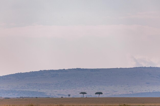 Foto kenia landschappen wilddieren zoogdieren savanna grassland maasai mara nationaal wildreservaat park n.