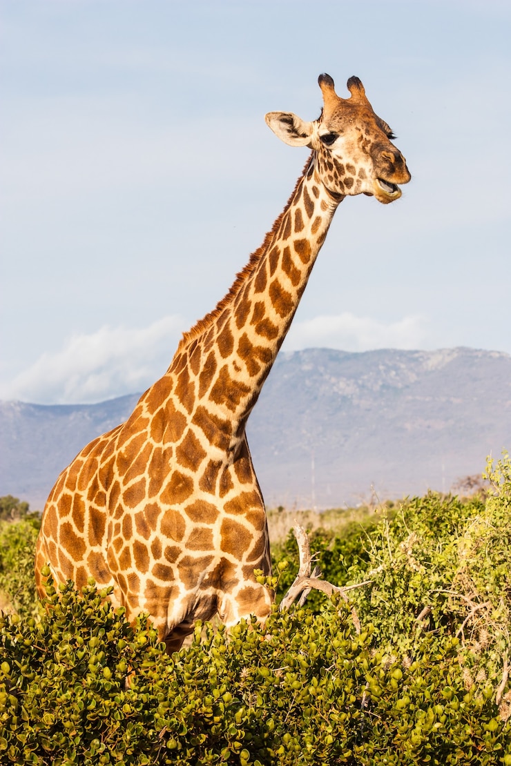 Foto kenia, tsavo east national park. gratis giraf in zonsonderganglicht.