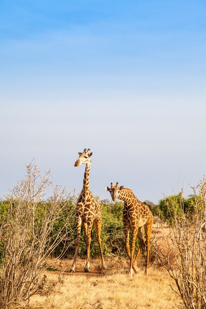 Kenia, Tsavo East National Park. Gratis giraf in zonsonderganglicht.