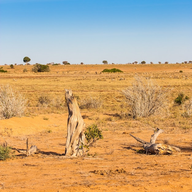 Kenia, Tsavo East National Park. Midden in de savanne, met een prachtige blauwe lucht