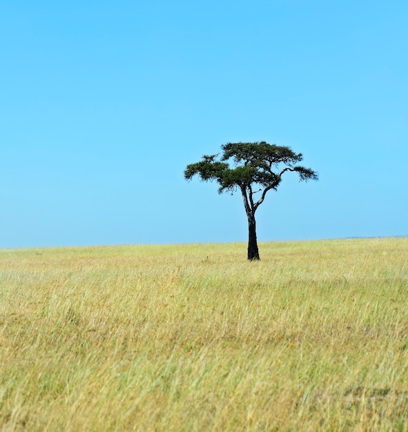 Keniaans masai mara savannelandschap in de zomer. afrika