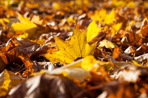 Kenmerken van herfstweer in het bos of in het park