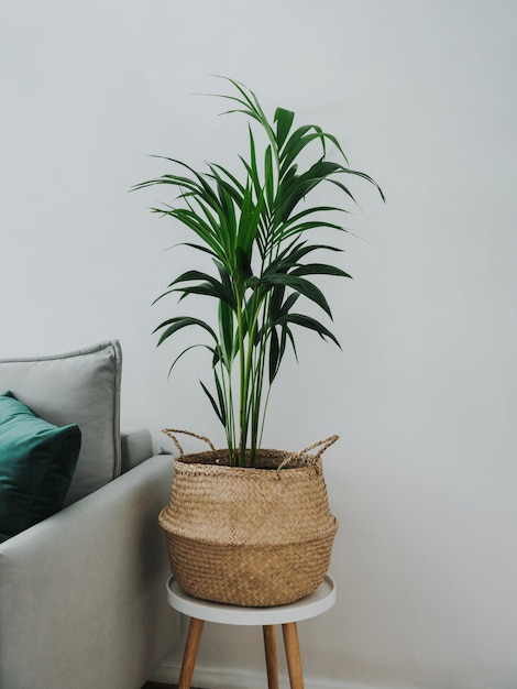 Kentia or howea forsteriana in room interior