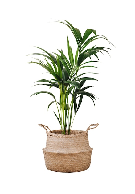 Photo kentia or howea home plant palm howea forsteriana tree in seagrass wicker basket isolated on white background pandemic hobbies and urban gardening