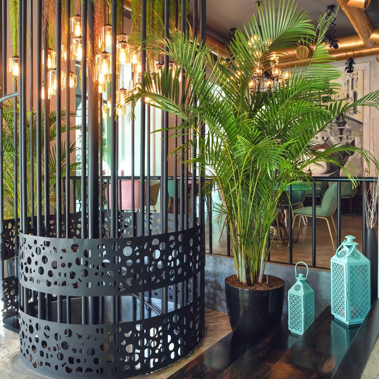 Kentia palm, Howea forsteriana plant in restaurant interior