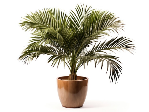 Kentia Palm Howea forsteriana 明確な背景に分離されたスタジオ撮影生成 AI