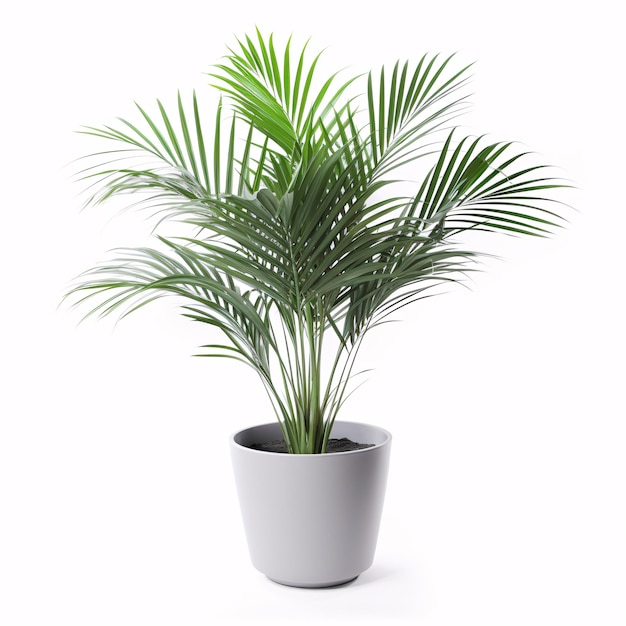 Foto kentia palm tree in betonnen grijze pot kamerplant geïsoleerd op een witte achtergrond